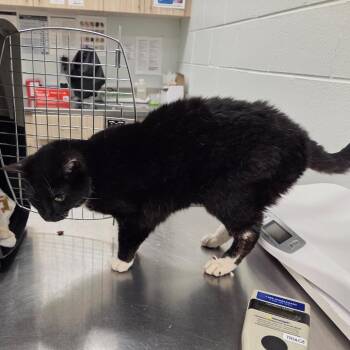 Domestic Medium Hair Cats Available for Adoption in Chattanooga, Tennessee - Merlot | PetCurious