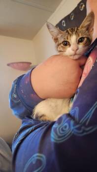 Dotty -  Domestic Short Hair Cat for Adoption in Mount Pleasant, Texas - Dotty | PetCurious