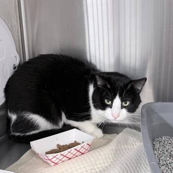 Tortilla -  Domestic Short Hair Cat for Adoption in New York, New York - Tortilla | PetCurious