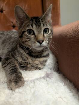 Domestic Short Hair Cats Available for Adoption - JADE | PetCurious