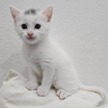 Rosalina -  Domestic Short Hair Cat for Adoption in Belleville, Illinois - Rosalina | PetCurious