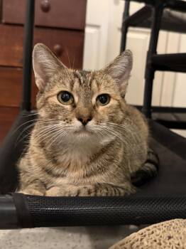 Coral -  Domestic Short Hair Cat for Adoption in Fairfax, Virginia - Coral | PetCurious