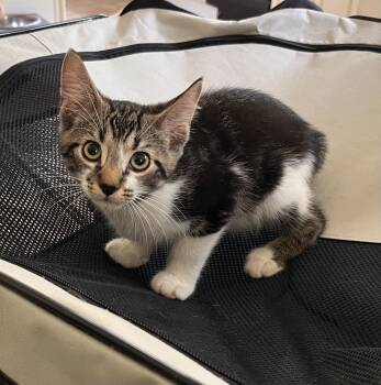 Burrito -  American Bobtail Cat for Adoption in Landenberg, Pennsylvania - Burrito | PetCurious