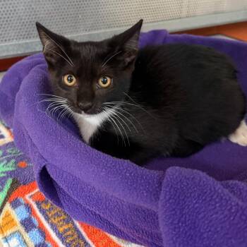 Gumby -  Domestic Short Hair Cat for Adoption in Sarasota, Florida - Gumby | PetCurious