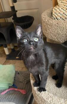 Kyoko -  Domestic Short Hair Cat for Adoption in Tucson, Arizona - Kyoko | PetCurious