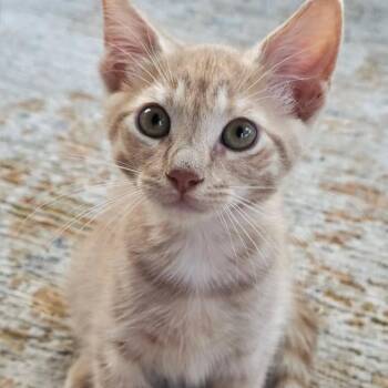 Rescue Domestic Medium Hair Cats for Adoption in West Orange, New Jersey - Harlow | PetCurious