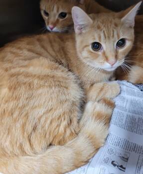 Rescue Domestic Short Hair Cats for Adoption in Hopkinsville, Kentucky - Glenn | PetCurious