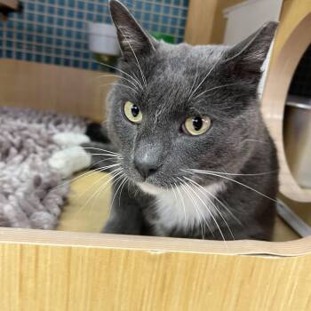 Charlie -  Domestic Short Hair Cat Available for Adoption in Manhattan, Kansas - Charlie | PetCurious