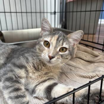 Rescue Domestic Short Hair Cats for Adoption in Evanston, Illinois - Harlequin | PetCurious