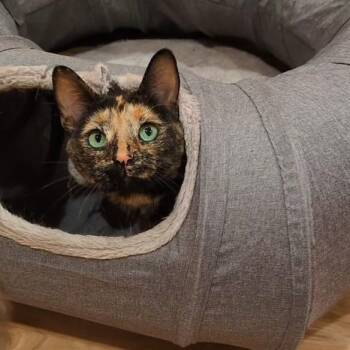 Domestic Short Hair Cats Available for Adoption in Royal Oak, Michigan - Eloise | PetCurious