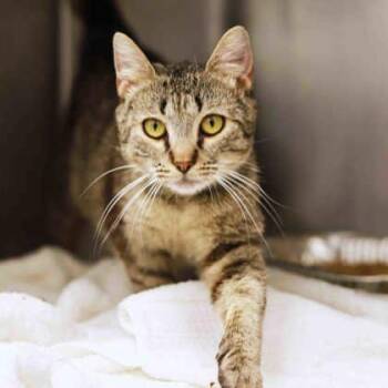 Volunteer -  Domestic Short Hair Cat for Adoption in Atlanta, Georgia - Volunteer | PetCurious