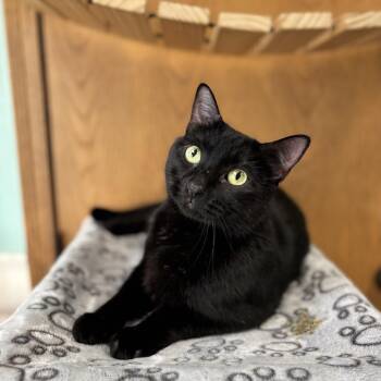 Tamerlane -  Domestic Short Hair Cat for Adoption in Fargo, North Dakota - Tamerlane | PetCurious