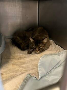 Gemma -  Domestic Medium Hair Cat for Adoption in Gallatin, Tennessee - Gemma | PetCurious