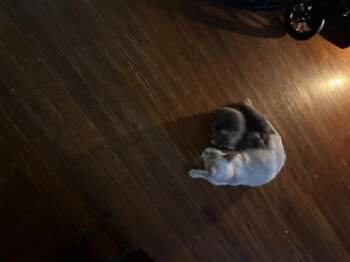 Domestic Short Hair Cats Available for Adoption in Corpus Christi, Texas - Javadi | PetCurious