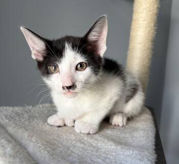 Etzi -  Tuxedo Cat for Adoption in Cincinnati, Ohio - Etzi | PetCurious