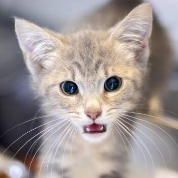 Gandalf -  Domestic Short Hair Cat for Adoption - Gandalf | PetCurious