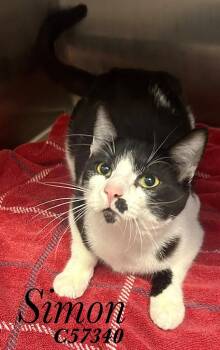 Simon -  Domestic Short Hair Cat for Adoption in Clarksville, Tennessee - Simon | PetCurious