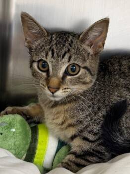 Apple -  Domestic Short Hair Cat for Adoption in Pomona, New York - Apple | PetCurious