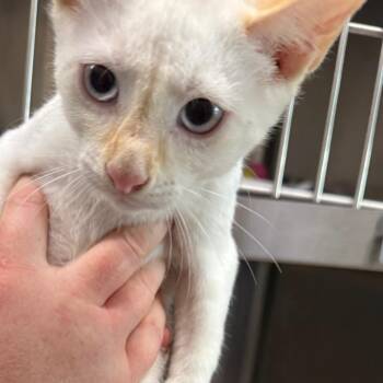 Takeshi -  Siamese and Domestic Short Hair Cat for Adoption in Newport, Tennessee - Takeshi | PetCurious