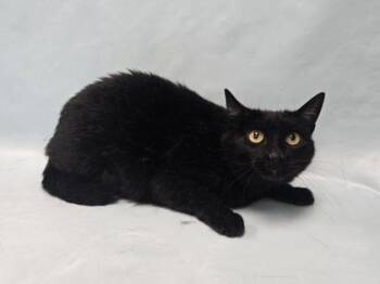 Peanut -  Domestic Short Hair Cat for Adoption in Minneapolis, Minnesota - Peanut | PetCurious
