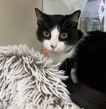 Domestic Short Hair Cats Available for Adoption - SUKI | PetCurious