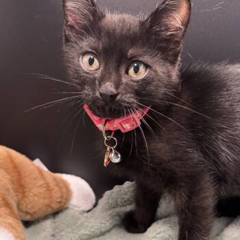 Binx -  Domestic Medium Hair and Bombay Cat for Adoption in Houston, Texas - Binx | PetCurious