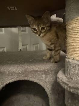 Torbie Cats Available for Adoption in Edmond, Oklahoma - Eloise | PetCurious