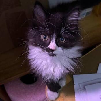 Rescue Domestic Long Hair Cats for Adoption in Fairfax, Virginia - The Swifts- Jason | PetCurious