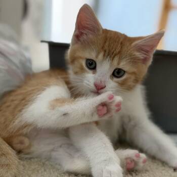 ManMan -  Domestic Short Hair Cat for Adoption in York, Pennsylvania - ManMan | PetCurious