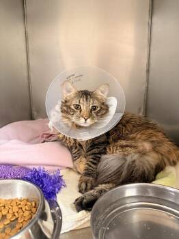 Domestic Long Hair Cats Available for Adoption in Albuquerque, New Mexico - Thatcher | PetCurious