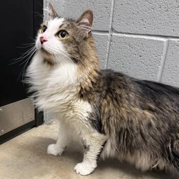 Domestic Long Hair Cats Available for Adoption in Allentown, Pennsylvania - Kaleo | PetCurious