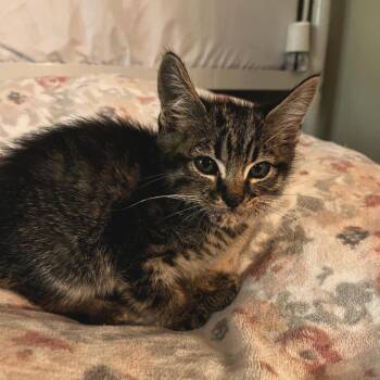 Mint -  Domestic Short Hair Cat for Adoption in Normal, Illinois - Mint | PetCurious