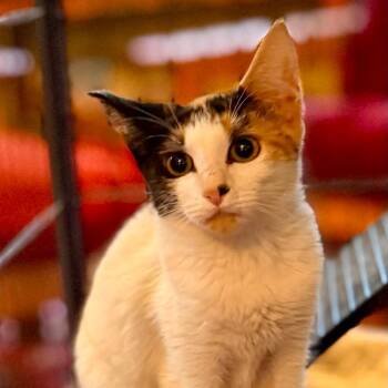 Maura -  Domestic Short Hair Cat for Adoption in Williston, Florida - Maura | PetCurious