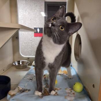 Pisa -  Domestic Short Hair Cat for Adoption in Oak Brook, Illinois - Pisa | PetCurious