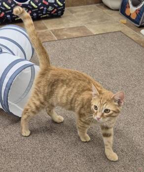 Stellan -  Domestic Short Hair Cat for Adoption in South Bend, Indiana - Stellan | PetCurious