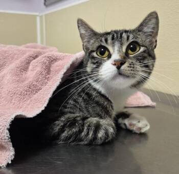 Prinpilla -  Domestic Short Hair Cat for Adoption in Vancouver, Washington - Prinpilla | PetCurious