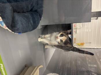 Domestic Short Hair Cats Available for Adoption in Randolph, Alabama - Sassy 2.0 | PetCurious