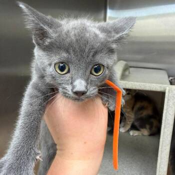 Gene 26-06-106 -  Domestic Short Hair Cat for Adoption in Bastrop, Texas - Gene 26-06-106 | PetCurious