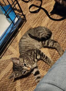Rescue Domestic Short Hair Cats for Adoption in Watkinsville, Georgia - Susu | PetCurious