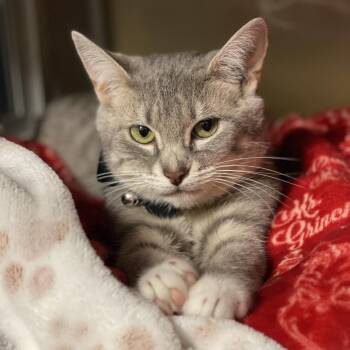 Lady Gray -  Domestic Short Hair Cat for Adoption in Walden, New York - Lady Gray | PetCurious