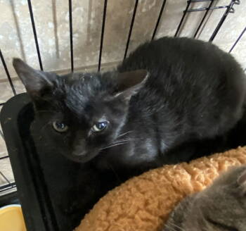 Rescue Domestic Short Hair Cats for Adoption in INDN HBR BCH, Florida - Scary Spice | PetCurious