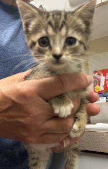 Lusia -  Domestic Short Hair Cat for Adoption in Salisbury, Maryland - Lusia | PetCurious