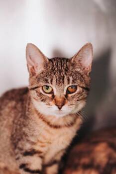 92406a Geneive -  Domestic Short Hair Cat for Adoption in North Charleston, South Carolina - 92406a Geneive | PetCurious