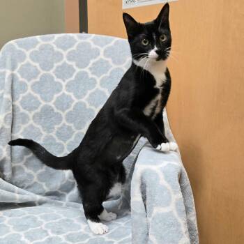 Rescue Tuxedo Cats for Adoption in Naperville, Illinois - Paisley | PetCurious