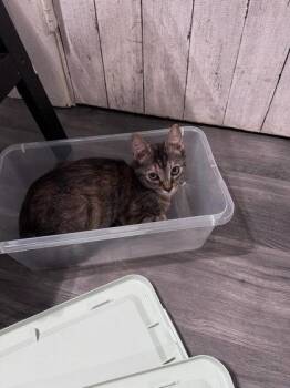 Cape Cod -  Domestic Short Hair Cat for Adoption in Columbus, Indiana - Cape Cod | PetCurious