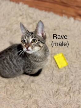 Rescue Domestic Short Hair Cats for Adoption in Lakeland, Florida - Rave | PetCurious