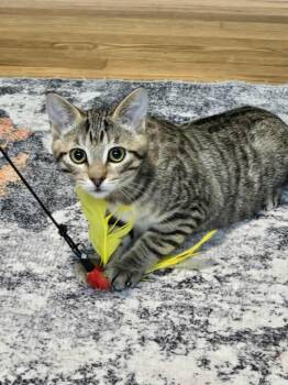 Rescue Domestic Short Hair and Tabby Cats for Adoption in West Richland, Washington - Rose | PetCurious