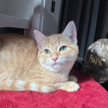 Annie Oakley -  Domestic Short Hair Cat for Adoption in Gibsonia, Pennsylvania - Annie Oakley | PetCurious