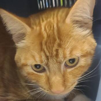 Benjamin -  Domestic Short Hair Cat for Adoption in Hemet, California - Benjamin | PetCurious