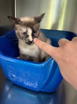 Rescue Siamese Cats for Adoption in Hot Springs, Arkansas - Mulan | PetCurious